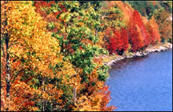 shoreline_at_cave_run_lake_sm.jpg